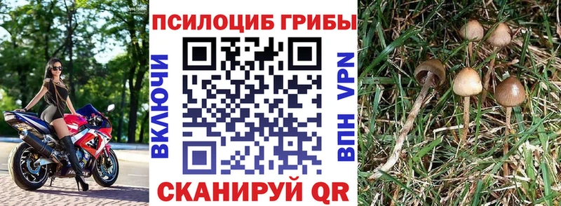 Псилоцибиновые грибы Psilocybe  Остров 